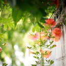 스몰커피 이미지