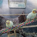 인천조류원 이미지