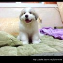 태지농장 Daum카페
