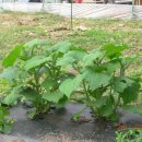 정자리농장 이미지