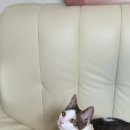 라파동물약품 이미지