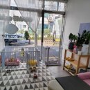 몽이 애견샵 이미지