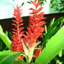 Alpinia purpurata(Red ginger lily) 이미지