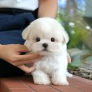 미유펫 강아지애견미용 이미지