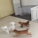 물만난댕댕이 이미지