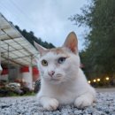 춘천 지암리 놀이터 펜션 | 춘천 글램핑장 &#39;자연에 머물다&#39;