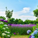 비체올린 이미지