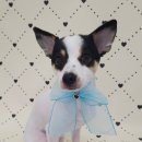 포댕포댕 이미지