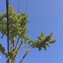 신평동1103 | 파아란 하늘에 11월 감겨오니