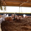 부경농장 이미지