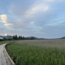 꼬꼬호프치킨 이미지