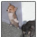 개와 고양이 이미지