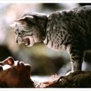 벌거벗은 고양이 이미지