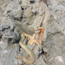 갯지렁이 전시관 이미지