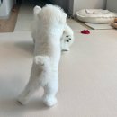 털찐친구들 이미지