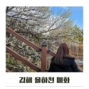 매화숲유치원 | 김해 율하천 매화 실시간 다녀온후기