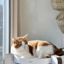 2020-주137 | 11살 고양이 금봉이의 건강검진｜만성 신부전·만성 췌장염·폐엽 수술 이력