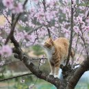 묘릉도원 이미지