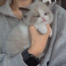 베베멍 강아지고양이분양 시흥본점 이미지