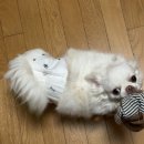 레이디 카 센타 | 2026년 2월 둘째주 하뀨의 일상일기 | 한복남 커튼콜데이 눈에띄뀨 클럽라틴 설선물