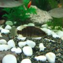 황쏘가리 이미지