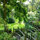 피톤치드 이미지