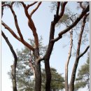 연리지가든 이미지