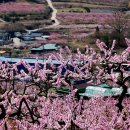 복사꽃피는마을 이미지