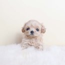 퍼피당강아지 안산본점 이미지