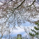 [인천 여행]바빠서 벚꽃 놓쳤다면, 영종 세계평화의 숲에 가세요! 이미지