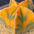 세일농장 이미지