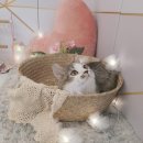 고양이 미용 미오 이미지