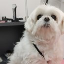 이뻐진개 이미지