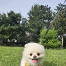 멍줍강아지산책유치원 이미지