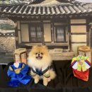 보밸롱 이미지