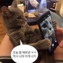 함께냥 전주점 이미지