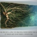 소백산심마니약초