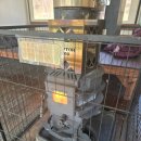 강남-266 | [남양주바베큐 맛집/캠핑] 서울 근교 1시간! 강아지와 함께하는 힐링 바베큐, 진접 '숲266' 방문기