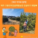 일화농장 | [제주 아이와 함께] 2025 새해를 시작하는 제주여행_#5. 구들농장 감귤따기 체험. (2025.2.14.~2.17.)