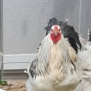 (주)레이스킨 이미지