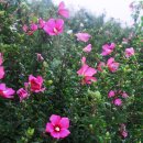 무궁화농원 이미지