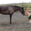 홀스샵(홀스() 이미지