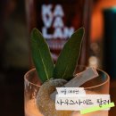 허니팔러 | 팀 카발란 :: 사우스사이드 팔러, 카발란으로 만든 소화제