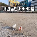 동막리 | 애견동반 바다여행 추천 4곳, 직접 경험한 후기