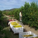 정해농장 이미지