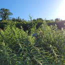 빈스민박 이미지