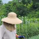 엠포로스 이미지