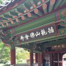영운 상11호(비8) | 나주 불회사, 비자나무숲 속 고즈넉한 사찰