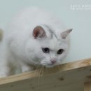 우다닥고양이호텔 이미지