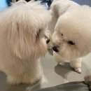 놀러오개 애견유치원 애견호텔 동대문점 이미지